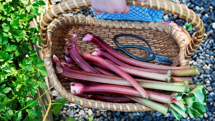 Candid photograph of a young girl carrying a wicker basket full of freshly picked picking rhubarb. Horizontal format with the focus on the rhubarb in the basket next to a pair of vintage scissors used to cut it.