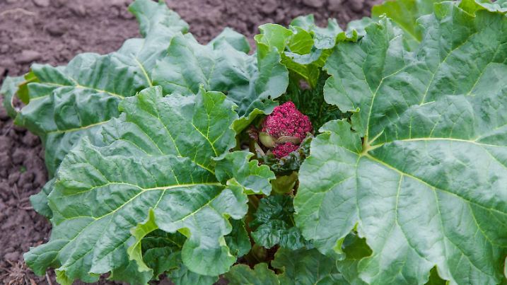 The rhubarb are in blossom (flower head)
