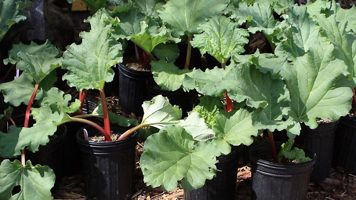 Several rhubarb plants ready for planting in the earth.