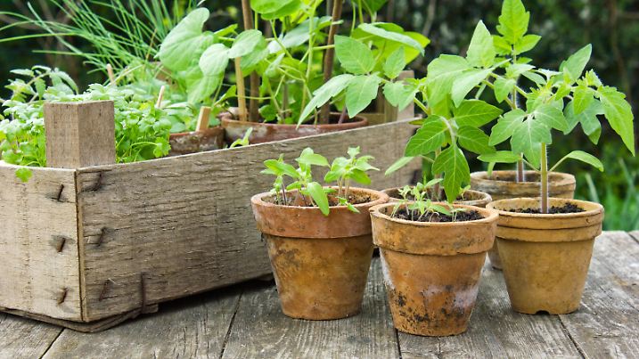 Different plants in flower pots