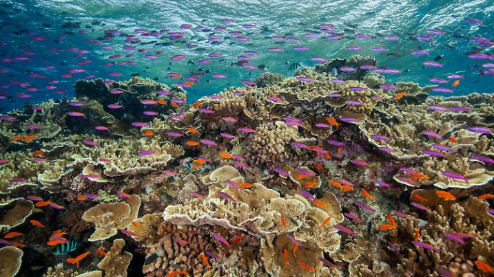ARCHIV - 11.09.2017, Australien, Cairns: Auf diesem von der Great Barrier Reef Marine Park Authority zur Verfügung gestellten Foto schwimmen kleine Fische in den Gewässern des Ribbon Reef 10 in der Nähe von Cairns, Australien. Das Great Barrier Reef vor Australiens Nordostküste ist angesichts wärmerer Meerestemperaturen erneut einer ernsthaften Korallenbleiche ausgesetzt. (zu dpa «Sorge wegen neuer Korallenbleiche am Great Barrier Reef») Foto: J. Sumerling/Great Barrier Reef Marine Park Authority/AP/dpa - ACHTUNG: Nur zur redaktionellen Verwendung und nur mit vollständiger Nennung des vorstehenden Credits +++ dpa-Bildfunk +++