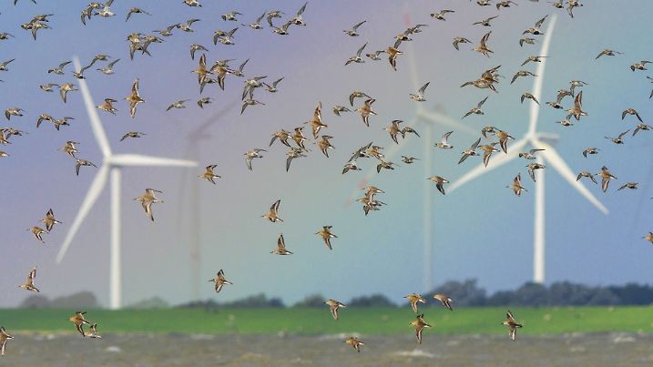 Alpenstrandlaeufer, Alpen-Strandlaeufer (Calidris alpina), im Schwarm mit Knutts (Calidris canutus) und Kiebitzregenpfeifer (Pluvialis squatarola), im Hintergrund Holm, Deutschland, Schleswig-Holstein, Schleswig-Holsteinisches Wattenmeer Nationalpark dunlin (Calidris alpina), Flock of birds with dunlins, red knots and grey plover, Germany, Schleswig-Holstein, Schleswig-Holstein Wadden Sea National Park BLWS409162Alpenstrandlaeufer Alps Strandlaeufer Calidris Alpina in Swarm with Red Knot Calidris canutus and Kiebitzregenpfeifer pluvialis squatarola in Background Holm Germany Schleswig Holstein Schleswig Holstein Wadden Sea National Park dunlin Calidris Alpina Flock of Birds With Dunlins Red knots and Grey Plover Germany Schleswig Holstein Schleswig Holstein wadden Sea National Park