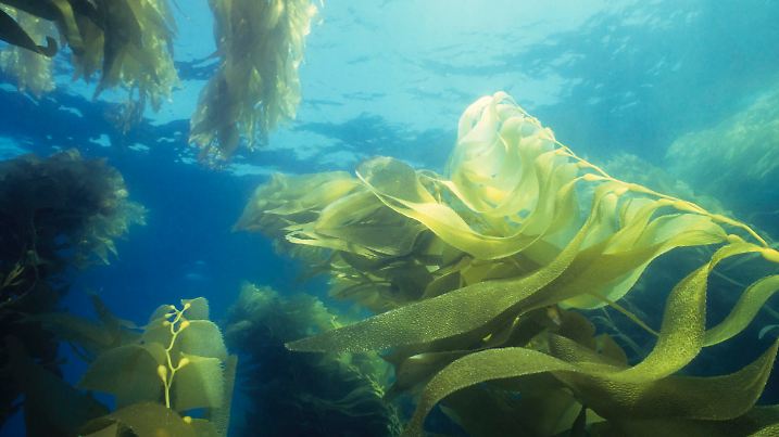 Majestic kelp forest. California