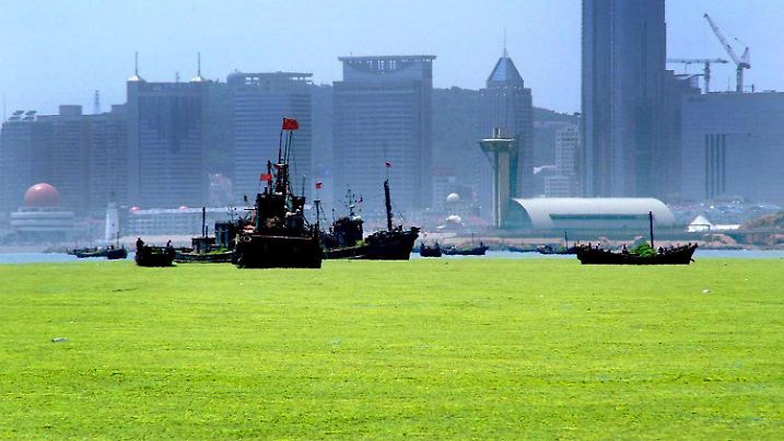 Chinesische Fischerboote nehmen Algen vor der ostchinesischen Hafenstadt Qingdao auf (Aufnahme vom 25.06.2008). Mehr als zehntausend Hilfskräfte kämpfen vor der Küste Qingdaos weiter gegen eine Algen-Plage, die auch die Segelwettbewerbe der Olympischen Spiele im August in China bedroht. Es sollen bereits mehr als 290.000 Tonnen der grünen Algen aus der See gefischt worden sein, berichtete die "China Daily" am Freitag (04.07.2008). Foto: AAP (zu dpa-Korr. "Olympische Plagen: Zehntausende kämpfen gegen Algen und Heuschrecken" vom 04.07.2008) +++(c) dpa - Bildfunk+++