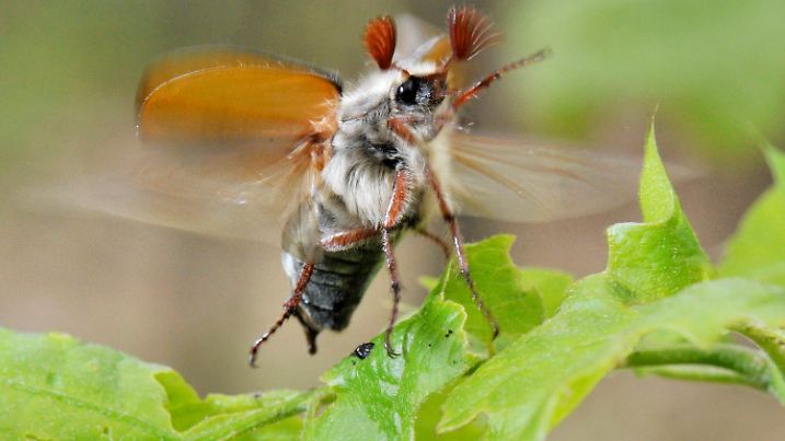 Mit aufgestellten Fühlern und rasend schnell schwirrenden Flügeln startet ein Maikäfer am Montag (03.05.2010) in einem Wald bei Darmstadt in Hessen in die Luft. Mit ihm werden in den kommenden Wochen etliche Milliarden Käfer aus dem Boden kommen und das Laub von den Bäumen fressen, bevor ihr Lebenszyklus nach vier bis sechs Wochen zu Ende geht. Hinter dem massenhaften Auftreten der Tiere steht ein sogenanntes Maikäferjahr, wie es nur alle vier Jahre vorkommt. Das Naturschauspiel lockt Naturfreunde in die Wälder, treibt Waldbesitzer jedoch zur Verzweifelung. Foto: Boris Roessler dpa/lhe  +++(c) dpa - Bildfunk+++