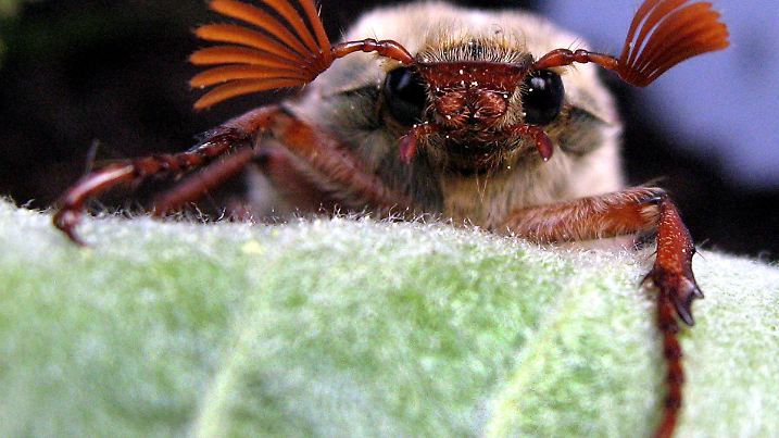 ARCHIV - Ein Feld-Maikäfer-Männchen sitzt in Berlin auf frischen Trieben eines Apfelbaumes (Aufnahme vom 28.04.2009). Ende April erscheinen normalerweise die bekannten Käfer. Bei Temperaturen ab 20 Grad Celsius fliegen sie abends lebhaft umher und suchen zartblättrige Laubbäume auf, die besonders die Weibchen fast kahl fressen können. Zur Eiablage graben sich die Käfer tief in den Boden ein. Die sogenannten Engerlinge verpuppen sich nach drei Jahren und kommen im vierten Jahr als neue Käfergeneration ans Tageslicht. (Zu dpa-Hintergrund "Brummende Kahlfresser - Die Maikäfer sind wieder da" vom 28.04.2010). Foto: Wolfgang Kumm dpa/lbn  +++(c) dpa - Bildfunk+++