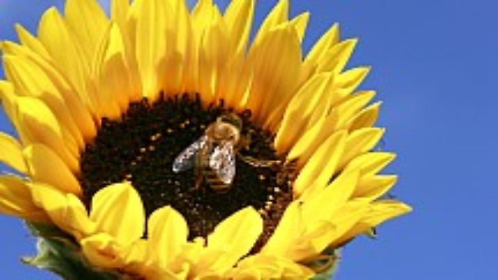 Eine Biene sammelt am Donnerstag (13.09.2007) in Martinsried bei München Nektar auf einer Sonnenblume. Das Wetter soll in Bayern auch am Freitag noch überwiegend sonnig bleiben. Foto: Tobias Hase dpa/lby +++(c) dpa - Bildfunk+++