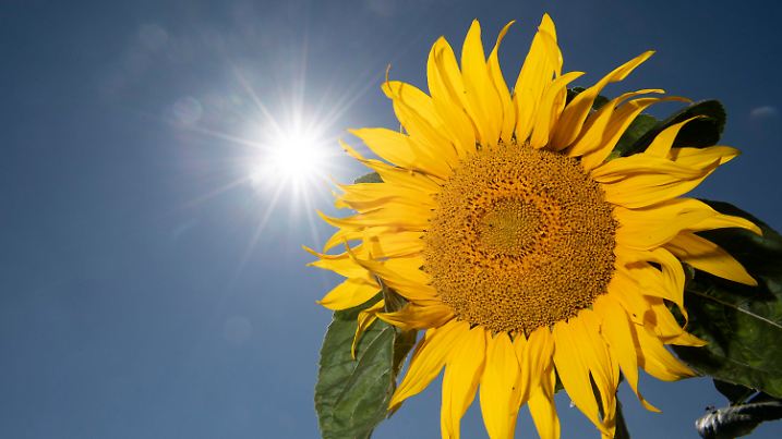 04.07.2019, Hessen, Weißkirchen: Eine Sonnenblume böüht am Rande eine Grünstreifens. Auch in den kommenden Tagen soll das Wetter hochsommerlich heiß bleiben. Foto: Boris Roessler/dpa +++ dpa-Bildfunk +++