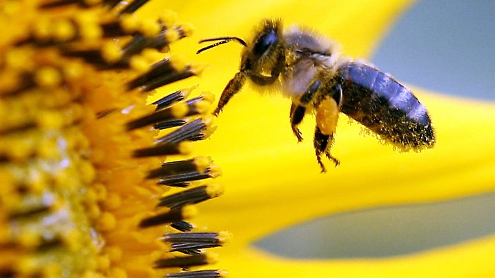ARCHIV - Eine Biene sucht am Donnerstag (06.09.2012) im niederrheinischen Neufeld an der Blüte einer Sonnenblume nach Nahrung. Der Frühling kommt, doch wo sind die Bienen? Dass in Nordrhein-Westfalen trotz Sonne und Blütenpracht so wenige Bienen zu sehen sind, liege nicht am Bienensterben durch Pestizide, sagte am Dienstag Werner Mühlen von der Landwirtschaftskammer NRW in Münster: «Das Wetter ist einfach noch zu kalt und die Völker, die aus dem Winter kommen, sind klein.»   Foto: Roland Weihrauch dpa/lnw +++(c) dpa - Bildfunk+++