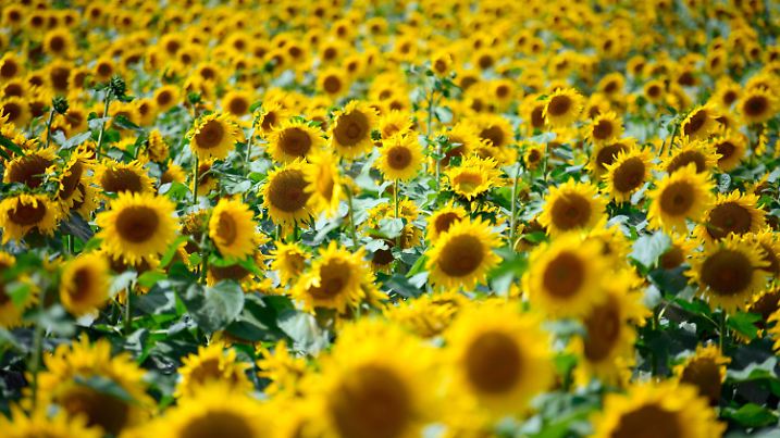 ARCHIV - 29.07.2021, Brandenburg, Schwedt/Ot Flemsdorf: Sonnenblumen stehen im Juli vergangenen Jahres am Nachmittag auf einem Feld bei Schwedt in Brandenburg. (zu dpa: «Jede zweite deutsche Sonnenblume wächst in Brandenburg: Goldschatz?») Foto: Soeren Stache/dpa-Zentralbild/dpa +++ dpa-Bildfunk +++