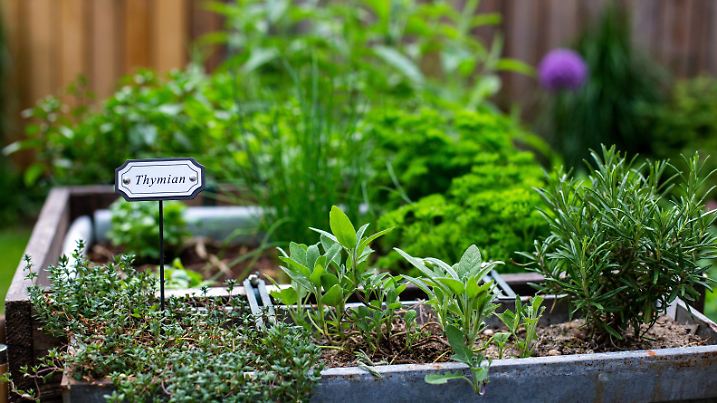 Close up of herbs for the kitchen.