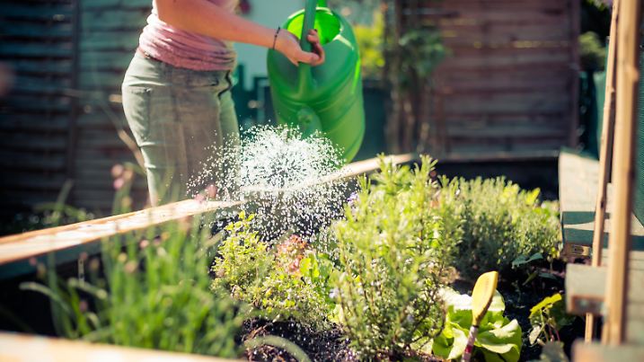 Watering vegetables and herbs in raised bed. Fresh plants and soil.