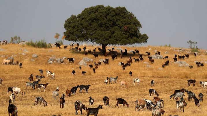 FILE PHOTO: Goats graze as others gather in the shade of a tree to avoid the sun, as the summer's first heatwave hits Spain, in Ronda, southern Spain, August 11, 2021. REUTERS/Jon Nazca/File Photo