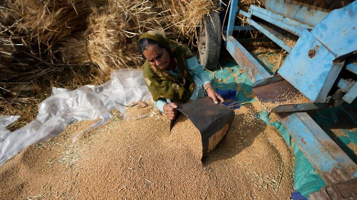 A woman sorts wheat harvested on the outskirts of Jammu, India, Thursday, April 28, 2022. India is in the throes of a record-shattering heat wave that is stunting wheat production. Climate change has made India’s heat wave hotter, said Friederike Otto, a climate scientist at the Imperial College of London. She said that before human activities increased global temperatures, heat waves like this year's would have struck India once in about half a century. (AP Photo/Channi Anand)