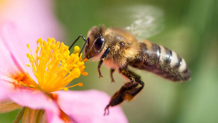ARCHIV - 12.06.2015, Niedersachsen, Norden: Eine Biene sammelt den Nektar von einem rosafarbenen Sonnenröschen. Der Imker- und der Bauernverband wollen den Bienen zuliebe in den Ortschaften Mecklenburg-Vorpommerns für mehr Blütenpracht sorgen. Zum ersten Weltbienentag der Vereinten Nationen am 20.05.2018 kündigten sie an, gemeinsam mit dem Städte- und Gemeindetag mehr Blüten in die Siedlungen und auf ungenutzte Flächen zu bringen. Foto: Matthias Balk/dpa +++ dpa-Bildfunk +++