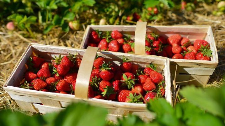 Gepflückte Erdbeeren