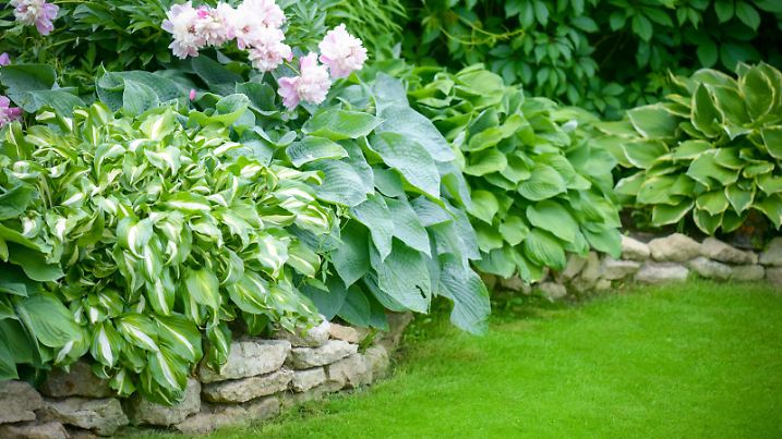 Beautiful garden with green grass