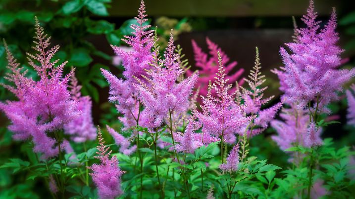 Pink inflorescences of astilbe blooming in the garden. Several shades of pink on the lush panicles of astilbe.