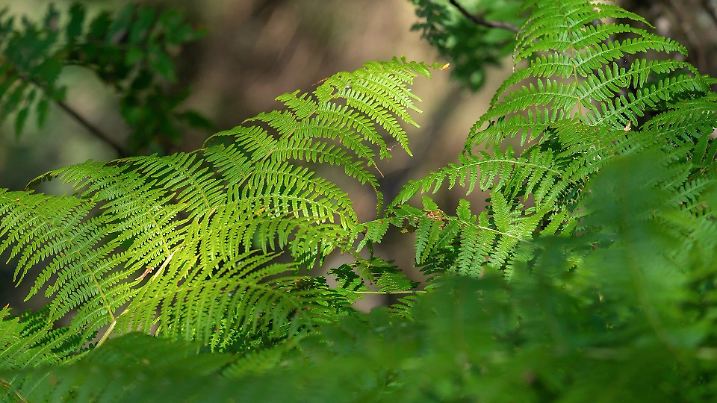 Modriger Farn ließ den Anwohnern im Flachsthumweg am Mittwochabend den Atem stocken. (Quelle: Pixabay)