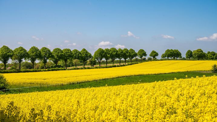 Blühendes Rapsfeld an einer Baumallee in Schleswig-Holstein vor blauem Himmel *** Rape field in bloom on a tree avenue in Schleswig Holstein against blue sky