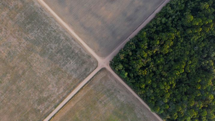 ARCHIV - 30.11.2019, Brasilien, Belterra: An einer Wegekreuzung steht ein Stück Amazonas-Regenwald neben Sojafeldern. (zu dpa «Weltweiter Tropenwaldverlust 2021 konstant hoch») Foto: Leo Correa/AP/dpa +++ dpa-Bildfunk +++
