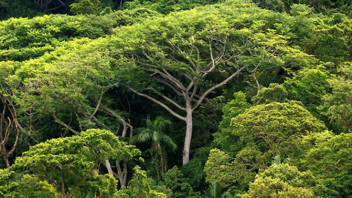 ARCHIV - 05.01.2006, Brasilien, Sao Paulo: Dichter Atlantischer Regenwald auf der Insel do Cardoso. Die Vereinten Nationen haben 2022 die Wichtigkeit der Wälder im Kampf gegen den Klimawandel unterstrichen. (zu dpa «UN-Bericht: Wälder mitentscheidend im Kampf gegen Klimawandel») Foto: Ralf Hirschberger/dpa-Zentralbild/dpa +++ dpa-Bildfunk +++