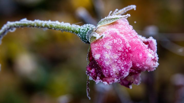 Eiskristalle haben sich auf einer Rosenblüte gebildet. Mit Temperaturen unter null Grad und teilweise Bodennebel zeigt sich das Wetter in Norddeutschland.