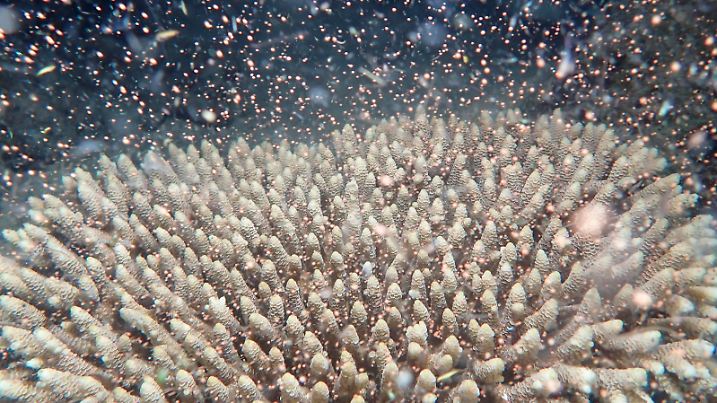 Corals fertilize billions of offspring by casting sperm and eggs into the Pacific Ocean off the Queensland state coastal city of Cairns, Australia, Tuesday, Nov. 23, 2021. Australia's Great Barrier Reef is spawning in an explosion of color as the World Heritage-listed natural wonder recovers from life-threatening coral bleaching episodes.(Gareth Phillips/Reef Teach via AP)