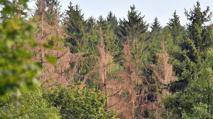 Abgestorbene Bäume stehen im Forst bei Augustusburg. Seit Oktober 2017 wurden in den sächsischen Wäldern 5,2 Millionen Kubikmeter Schadholz durch Schneebruch, Sturm und Insekten erfasst. Große Probleme bereitet der Borkenkäferbefall.