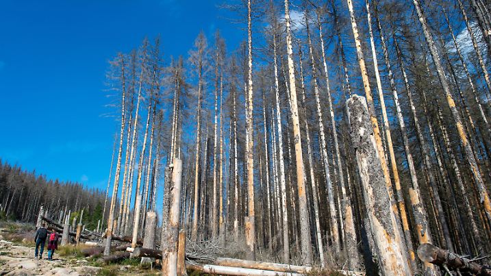 Wanderer gehen im Nationalpark Harz an abgestorbenen Fichten vorbei. Die Nadelbäume vielen dem Borkenkäfer zum Opfer. Bei warmer Witterung mit wenig Regen kann sich der Borkenkäfer stark ausbreiten. Die Larven nisten unter der Rinde wodurch kranke und geschwächte Bäume absterben. Im Kerngebiet des Nationalparks wird der Schädling nicht bekämpft sondern der Wald wird weitestgehend sich selbst überlassen. Dadurch soll wird natürliche Kreislauf der Natur nicht unterbrochen werden denn der Borkenkäfer stirbt im Totholz von selbst ab, der Wald allerdings wächst von neuem mit gesunden und jungen Bäumen nach.