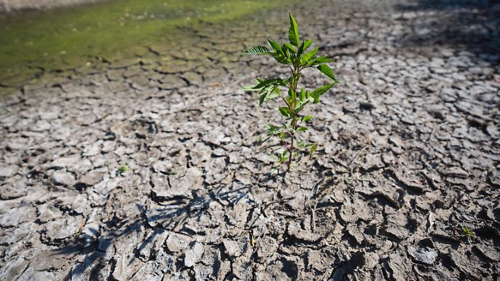 Ein ausgetrockneter Weiher zeigt tiefe Risse. Wegen der Trockenheit im Freistaat steigt das Risiko für Wald- und Wiesenbrände zum Wochenende stark an. In Franken sind deswegen Beobachtungsflüge geplant, mit denen nach möglichen Feuern Ausschau gehalten wird.