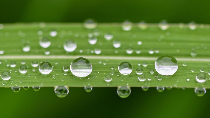 Regentropfen liegen und hängen auf einem Schilfblatt in einem Garten. Der Regen hat auch für eine merkliche Abkühlung der Lufttemperatur gesorgt.