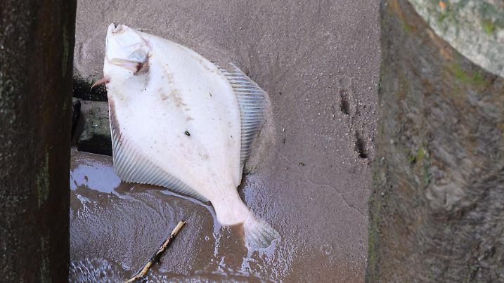 Ein toter Fisch liegt auf einem Sandstreifen an der Norderelbe nahe der Kaikante am Holthusenkai.