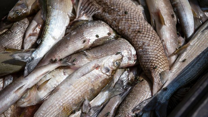 Aus dem Rhein gefischte, tote Fische werden in einer Entsorgungstonne gesammelt, am Montag, 6. August 2018 in Neuhausen. Wegen der hohen Wassertemperatur des Rhein sterben die Fisch, vor allem Aeschen, in den warmen Gewaessern. (KEYSTONE/Melanie Duchene)
