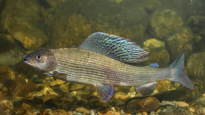Aesche, Europaeische Aesche (Thymallus thymallus), imponierender Milchner, Deutschland | grayling (Thymallus thymallus), displaying milkner, Germany