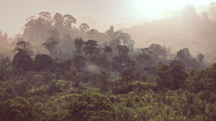 Beautiful green tropical jungle for natural background