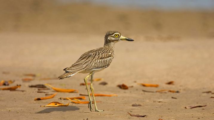 Senegaltriel (Burhinus senegalensis), ausgewachsener Vogel läuft, Senegal, Afrika