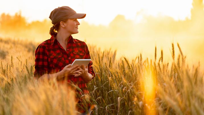A woman farmer examines the field of cereals and sends data to the cloud from the tablet. Smart farming and digital agriculture.