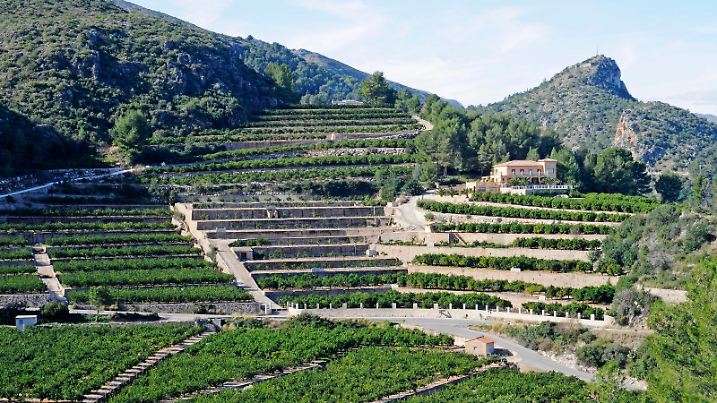 Orangenplantage, Terrassenfelder, Berge, Marina Alta Region, Costa Blanca, Provinz Alicante, Spanien, Europa