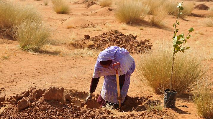 (170113) -- KHARTOUM, Jan. 13, 2017 () -- A woman plants tree on the outskirts of Khartoum, Sudan, Jan. 12, 2017. Sudan's Khartoum State authorities on Thursday started planting around 1,000 trees as part of the state's greenbelt project, which is part of the African Great Green Wall. The African Great Green Wall project was endorsed by the community of Sahel-Saharan states (CEN-SAD) in 2005 and then it was approved by the African Union in 2007 as a strategic African project to help the African countries curb up the risk of desert creeping which threatens the CEN-SAD countries. (/Mohamed Babiker) (lrz)