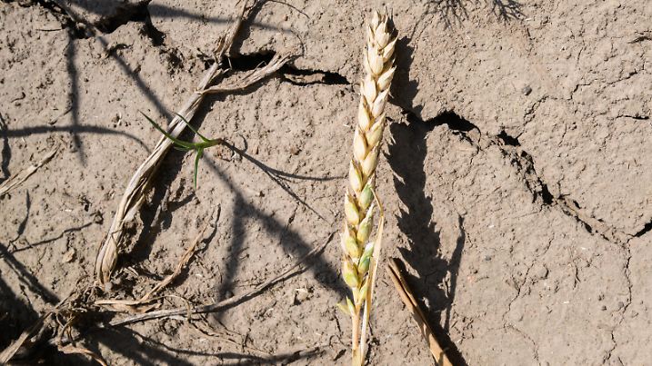 Weizen wächst auf einem trockenen Feld in der Region Hannover. Die anhaltende Trockenheit macht vor allem den Bauern im Osten Niedersachsens zu schaffen.