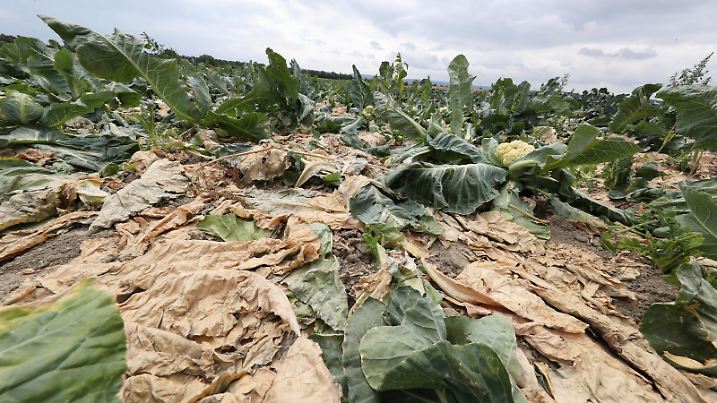 News Themen der Woche KW28 News Themen der Woche News Bilder des Tages Ronnenberg, Gemüsebauer Thomas Scheu vor vertrockneten Blumenkohl Pflanzen, Dürre, Trockenheit, Landwirt, *** Ronnenberg vegetable farmer Thomas Scheu in front of dried cauliflower plants drought dryness farmer