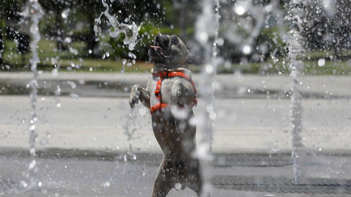 Ein Hund erfrischt sich während der Hitzewelle in den Springbrunnen des Parks "Parc de ses estacions" in Palma de Mallorca. Auf Mallorca wurde Gelber Alarm wegen hoher Temperaturen von 38 Grad Celsius und einem UV-Wert von 11 ausgerufen.