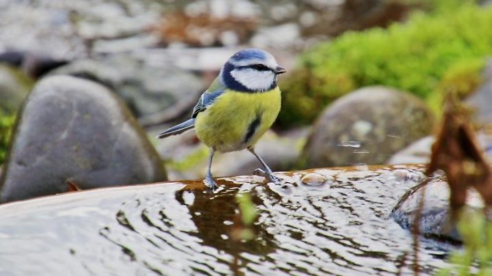 Vogeltränken helfen den Vögeln während der Hitze.