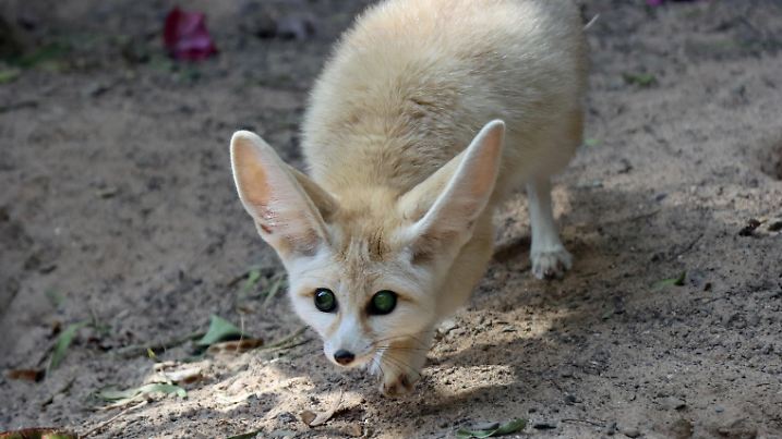 Fennek oder Wüstenfuchs (Vulpes zerda) im Oasis Park, La Lajita, Fuerteventura, Spanien