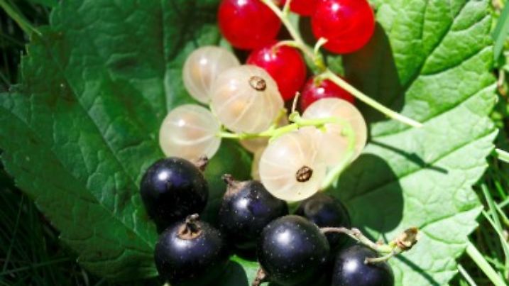 Black, red and white currants. Foto: LEHTIKUVA / Marja Airio +++(c) dpa - Report+++