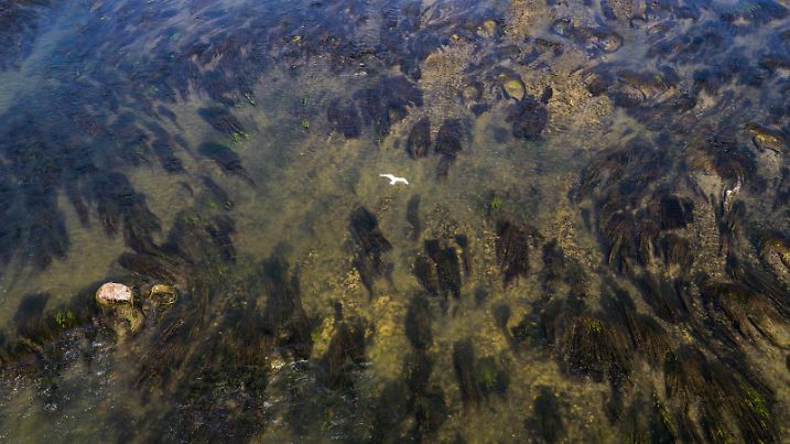 A bird flies over a field of algae visible from a bridge because the Garonne river has reached a very low level due to the heat wave and the lack of precipitation. July 26, 2022, Toulouse, France.
Un oiseau survole un champ d algues visibles depuis un pont car le fleuve la Garonne a atteint un niveau tres bas en raison de la canicule et du manque de precipitations. 26 juillet 2022, Toulouse, France.//SCHEIBER_CHOIX.3843/2207291539/Credit:FRED SCHEIBER/SIPA/2207291549