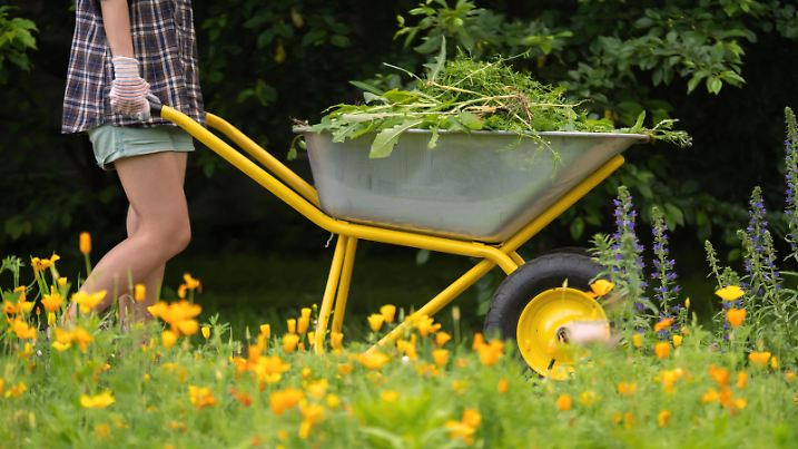 A farmer girl holds a wheelbarrow with weeds and walks with it along the path in her garden, a woman gardener takes care of trees, flowers and plants.