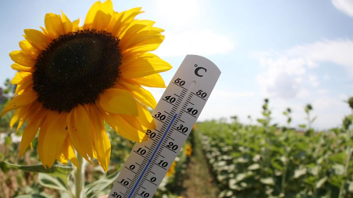  02.08.2022, Hitzewelle in Deutschland, auch in Worms am Rhein steigen die Temperaturen stark an, wie auf diesem Sonneblumenfeld. zmdz, Hitzewelle Deutschland *** 02 08 2022, heat wave in Germany, temperatures also rise sharply in Worms on the Rhine, like on this sunflower field zmdz, heat wave Germany