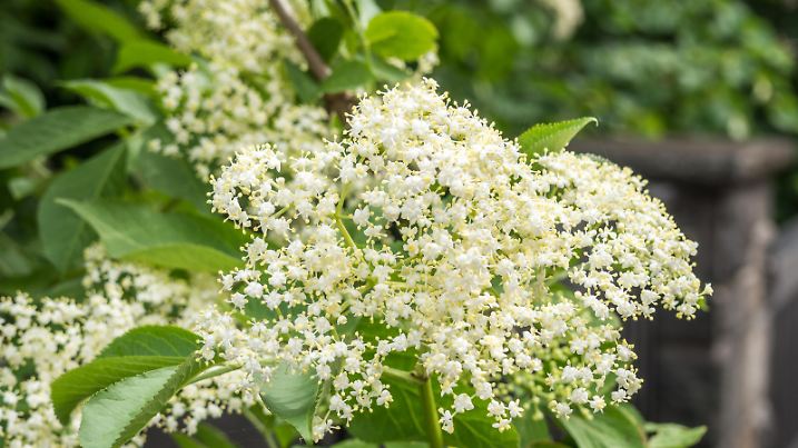 white elderflower in the spring